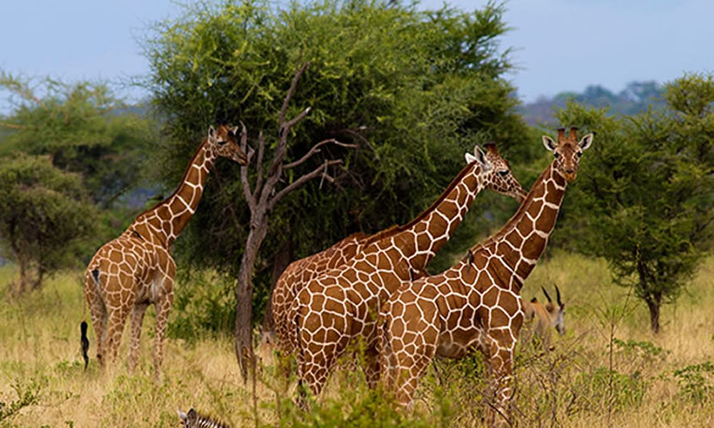 3 Days Meru National Park – Herdsman Safaris